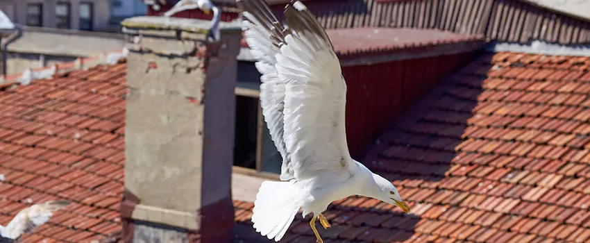 Residential Chimney Animal Removal Solution in Mead Valley, CA